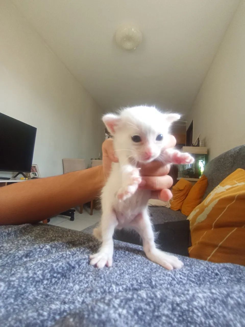 Gato filhote430234142014842883