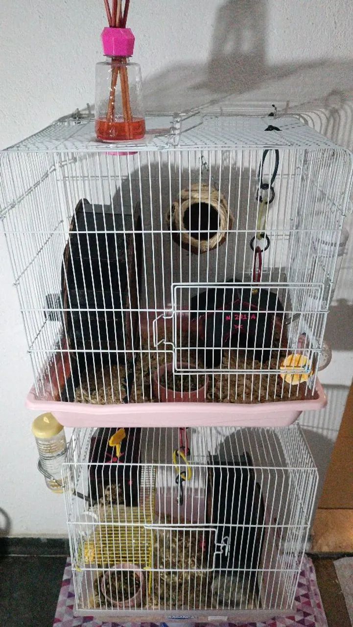 Hamster sírio com kit completo - Foto 4