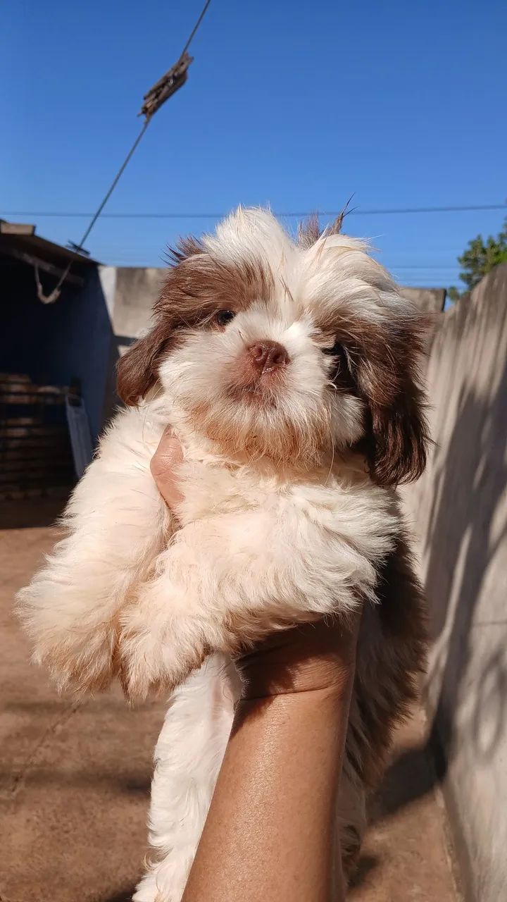VENDO SHIH-TSU - Foto 3