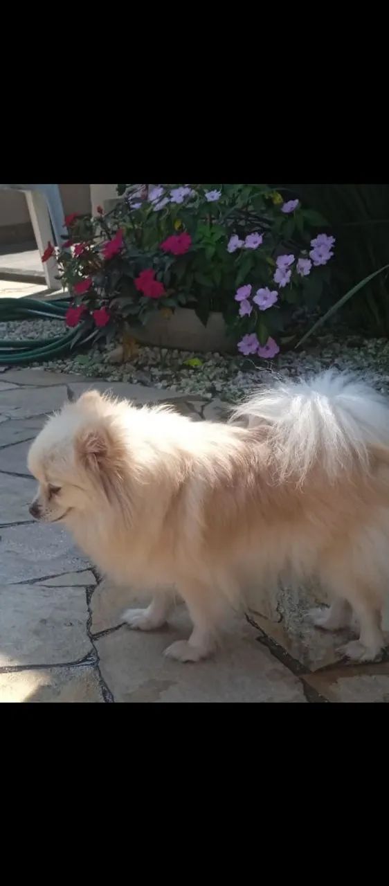 Lulu Pomerânia 