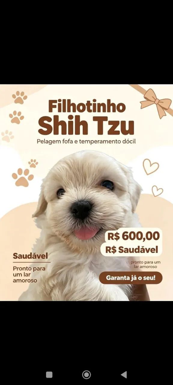 Shitzu 