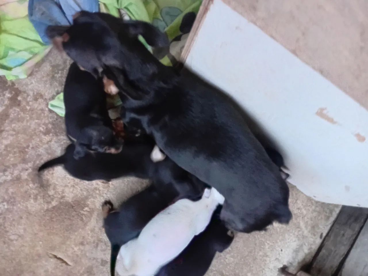 Animais