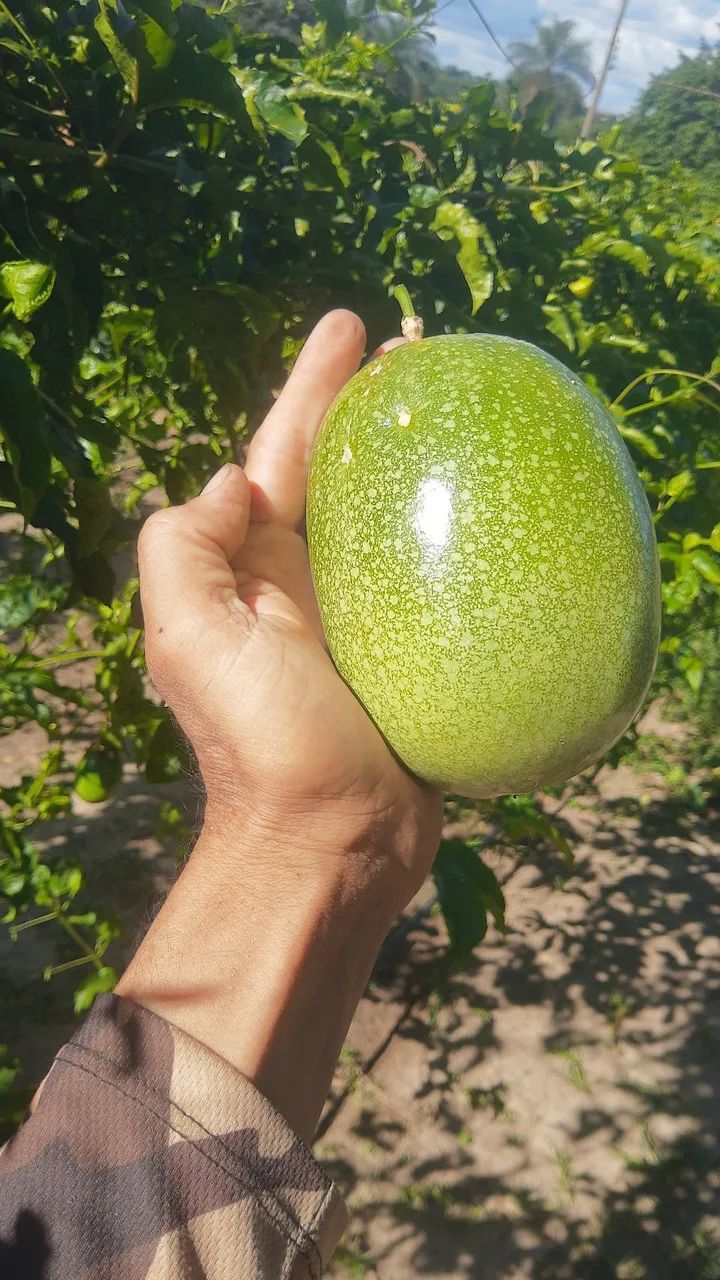 POLPA DE MARACUJÁ 