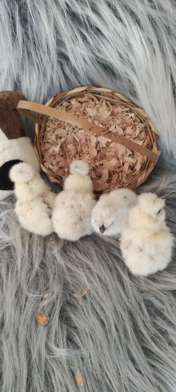 Raça sedosa silkie  - Foto 4