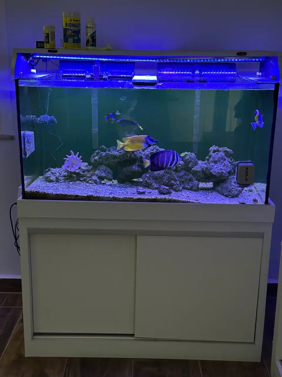 Lindo aquário marinho  - Foto 4