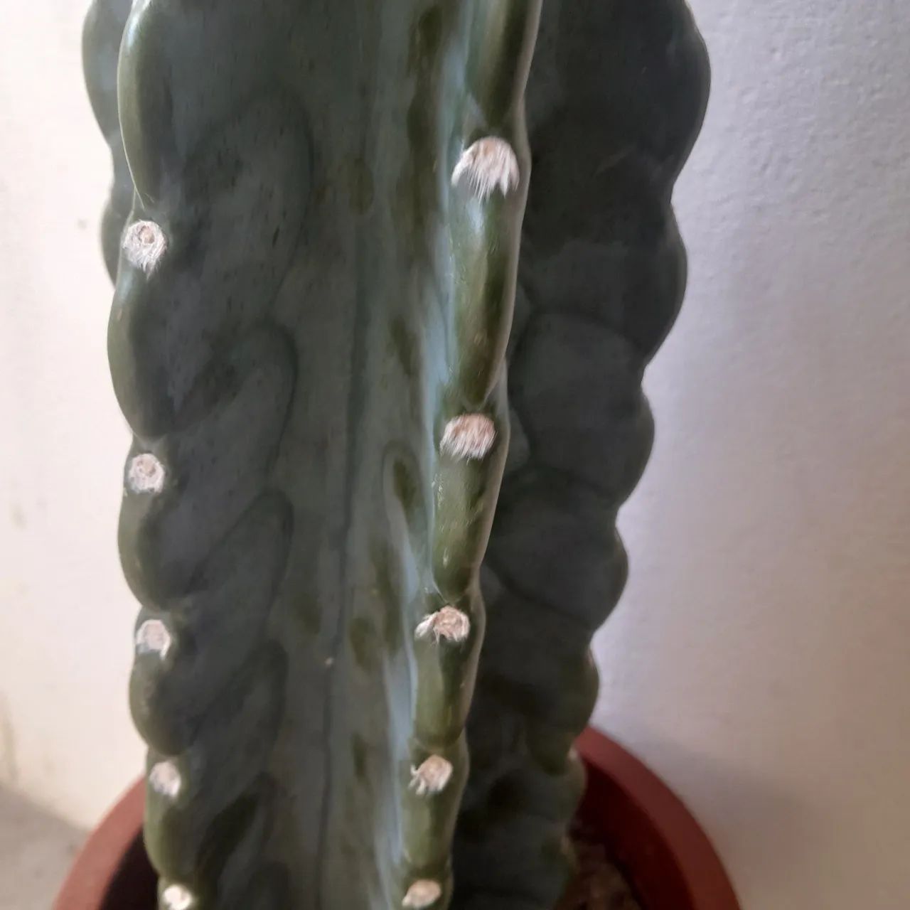 Cacto  - Foto 2