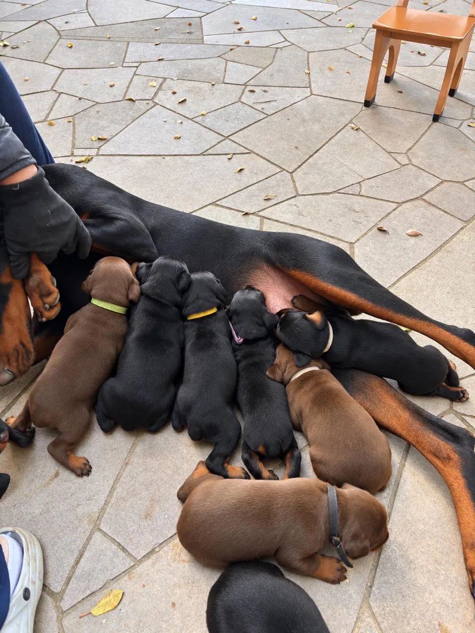 Filhote Cachorro Dobermann  - Foto 3