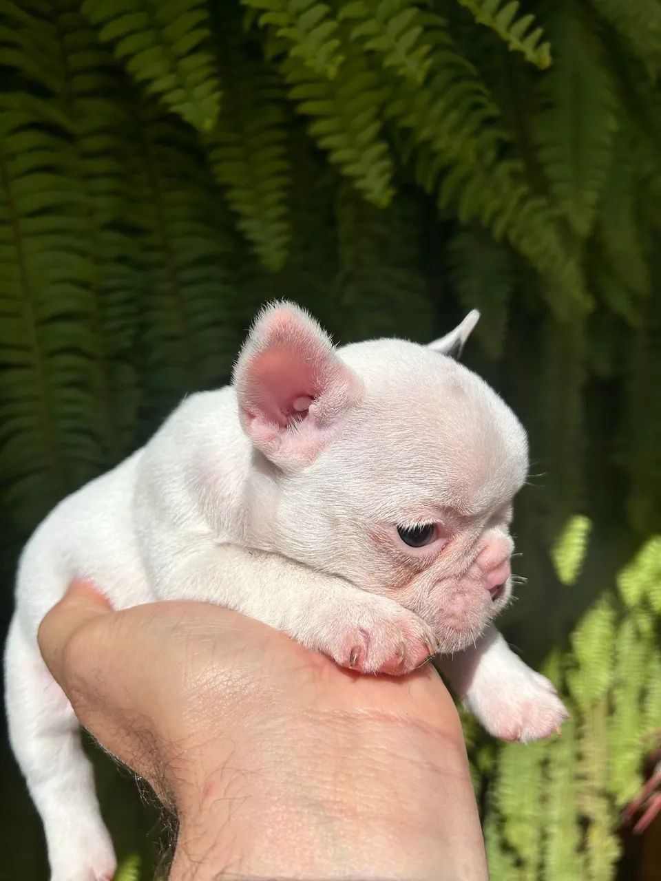 Bulldog Francês  - Foto 2