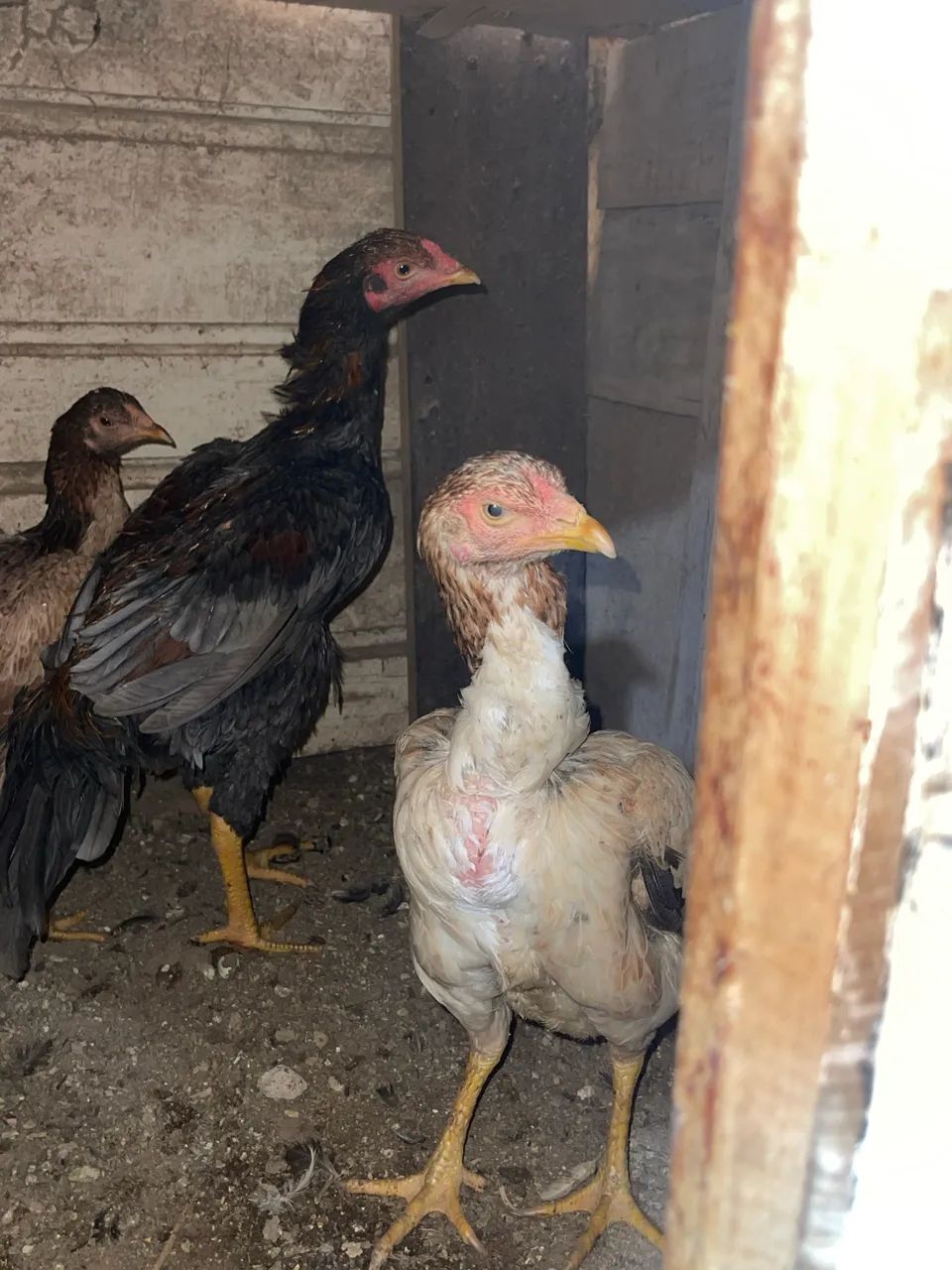 Galinhas e frangas índias  - Foto 4