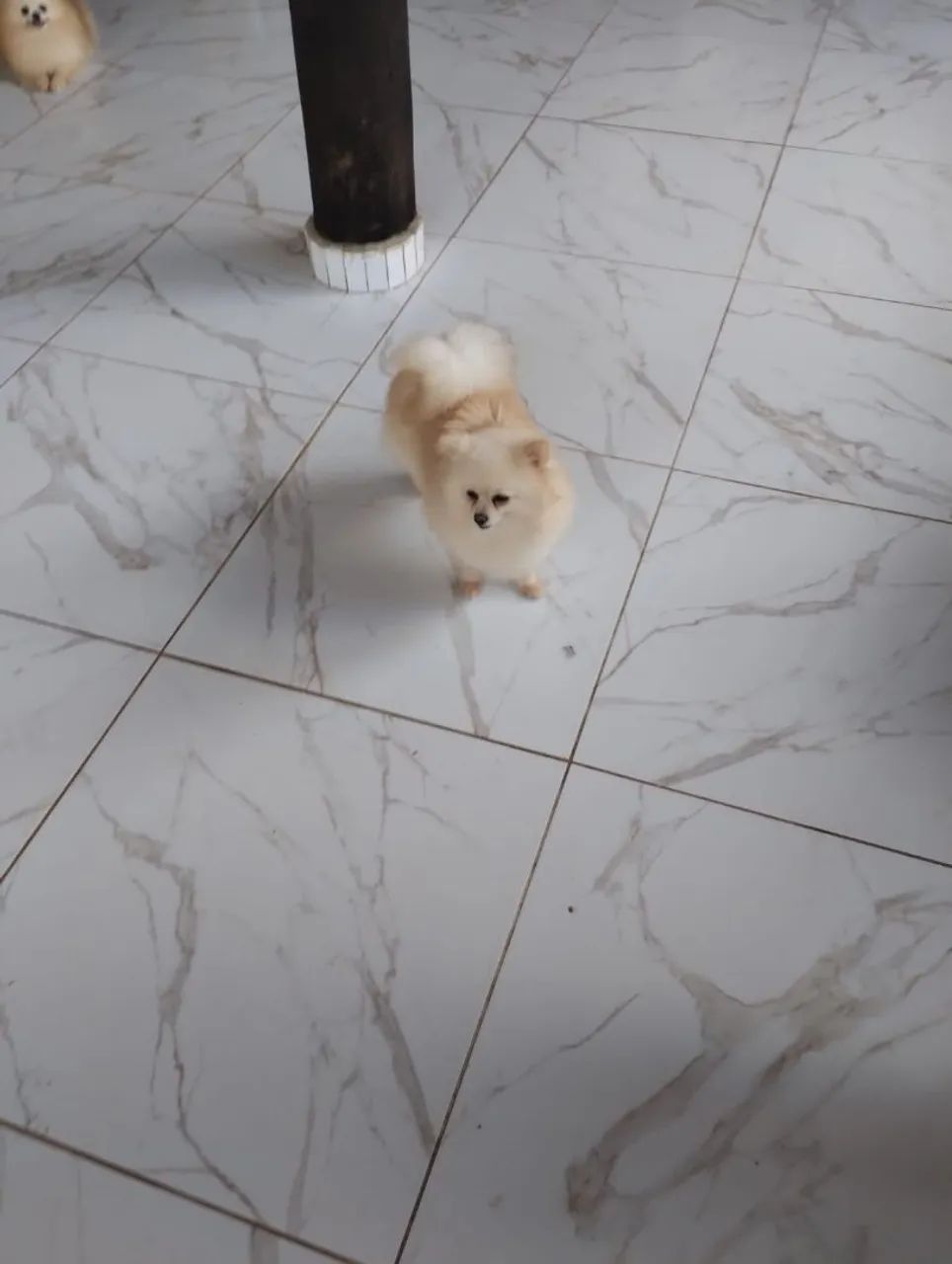 Lulu da pomeranea  - Foto 3