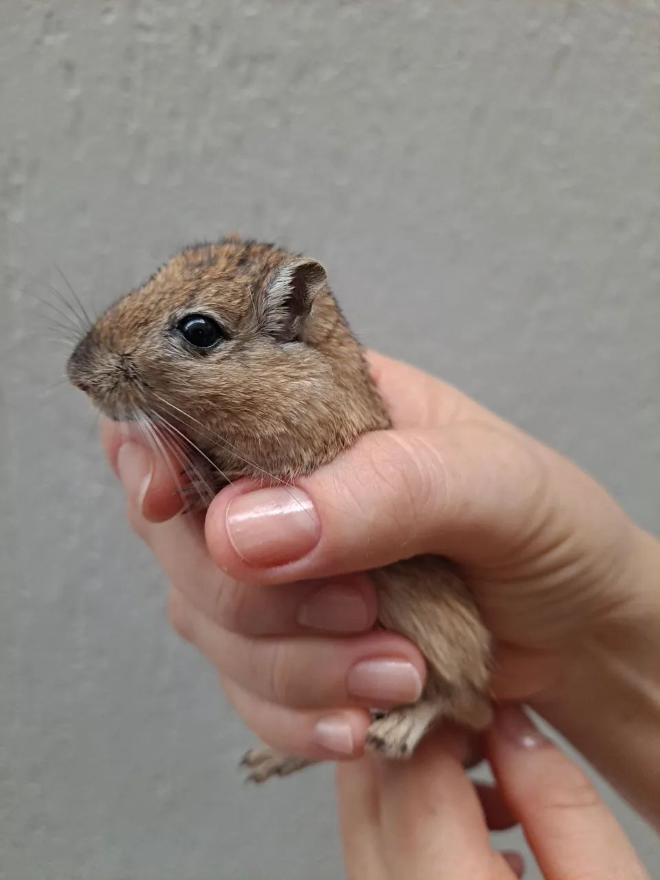 Esquilo da Mongolia Gerbil Nutmeg (Wild) - Foto 4