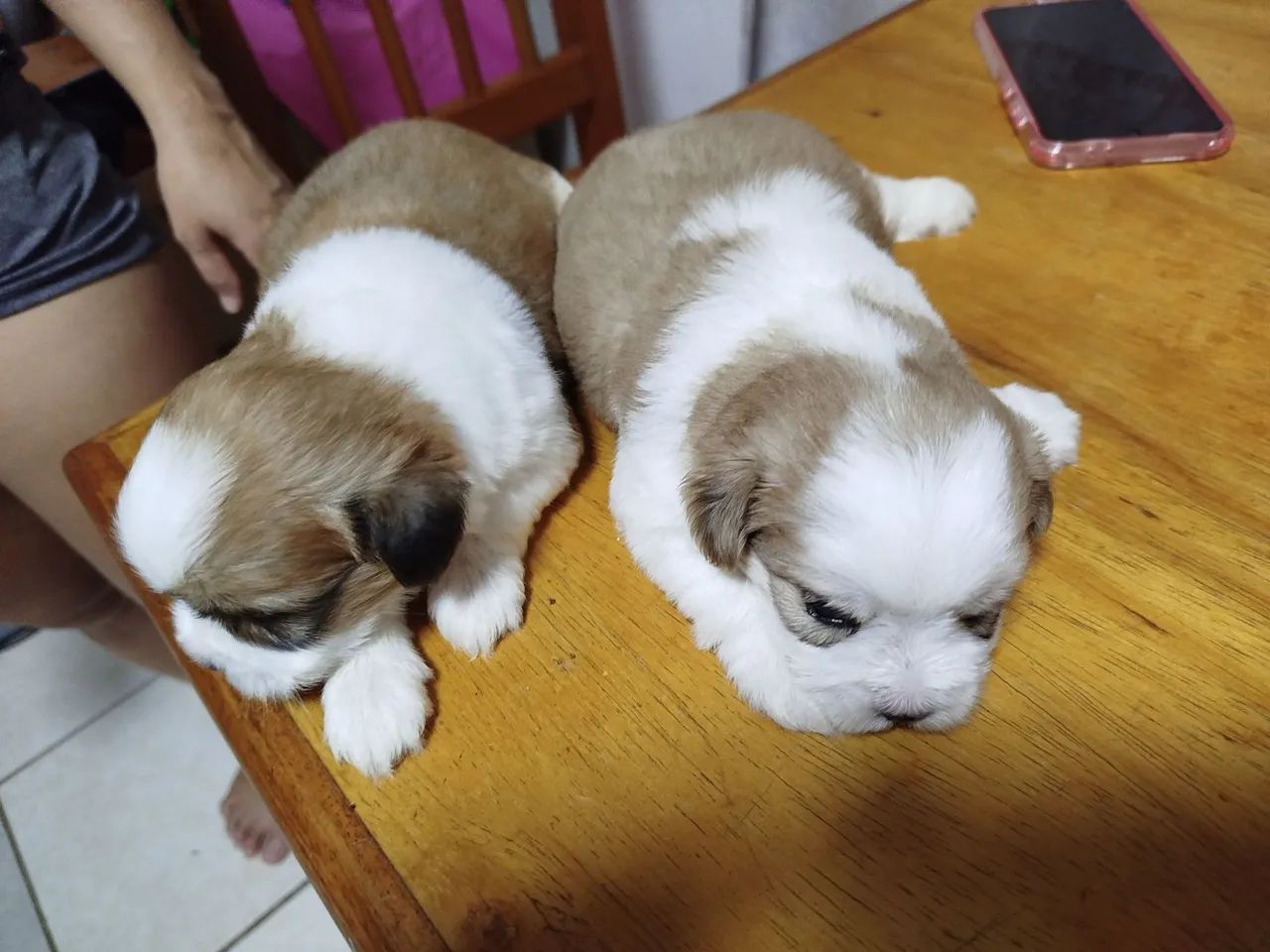 Cachorros