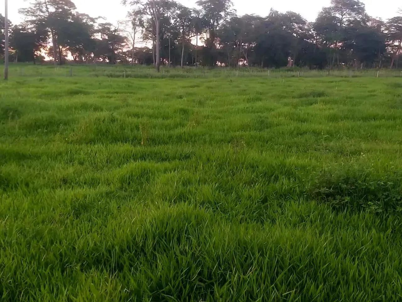 Imóvel para venda FAZENDA À VENDA | BATAGUASSU / MS - Foto 11