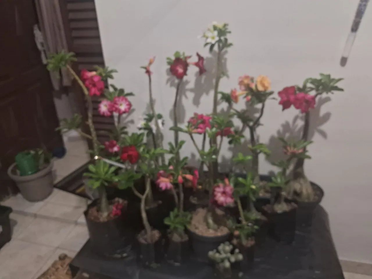 Rosas do Deserto - Foto 3