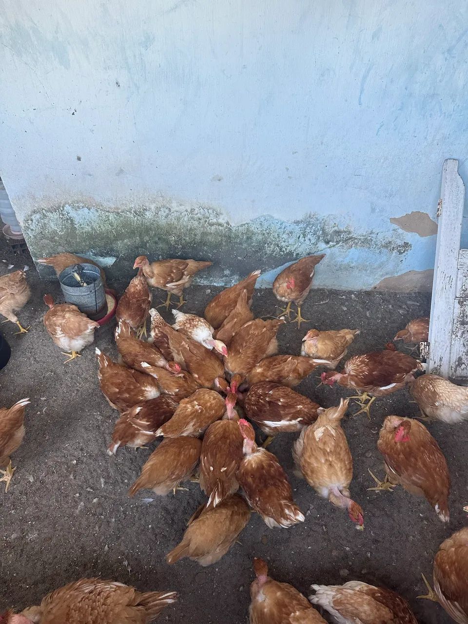 Galinha caipiras  - Foto 2