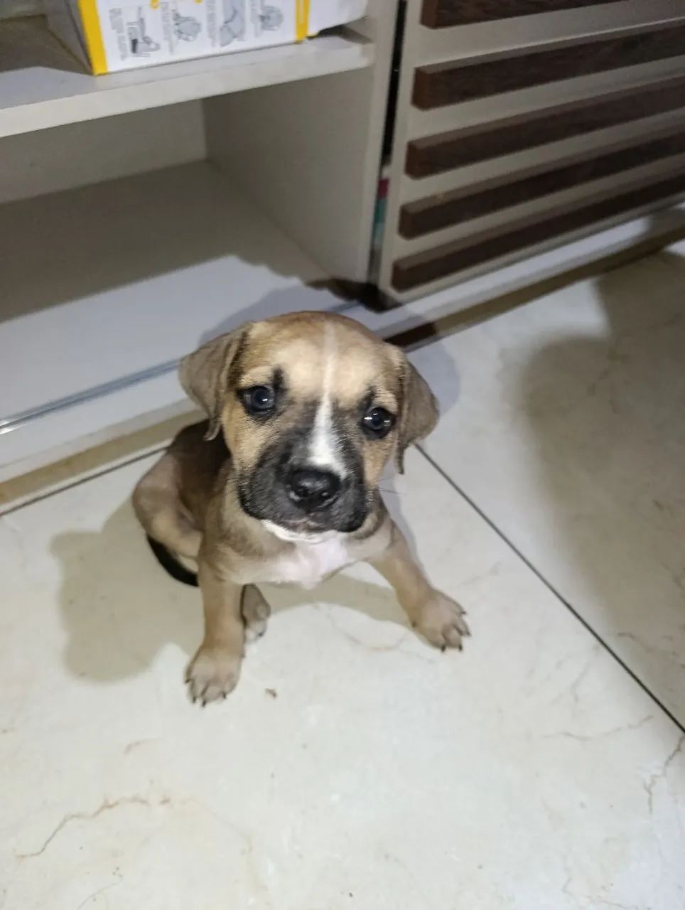 Vendo filhote 300,00  - Foto 2