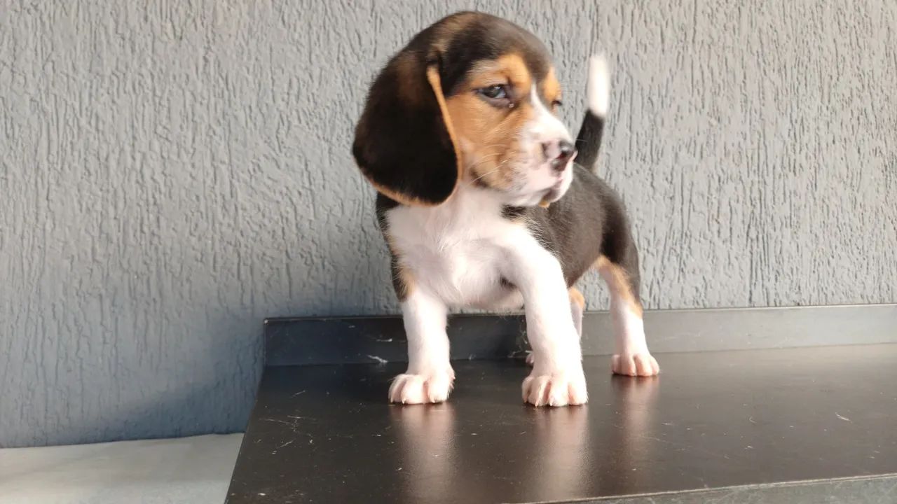 Beagle tricolor e bicolor a vendas filhote* - Foto 2