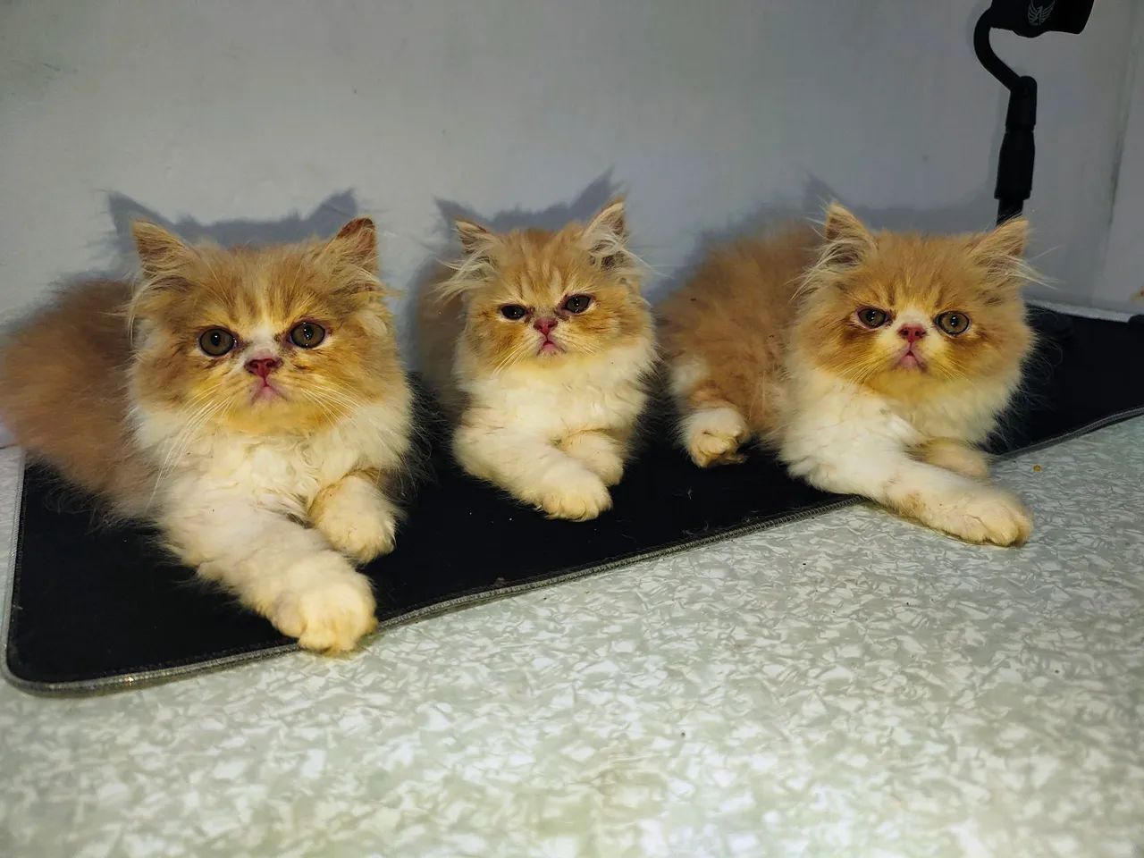 VENDE-SE GATOS PERSAS  - Foto 2