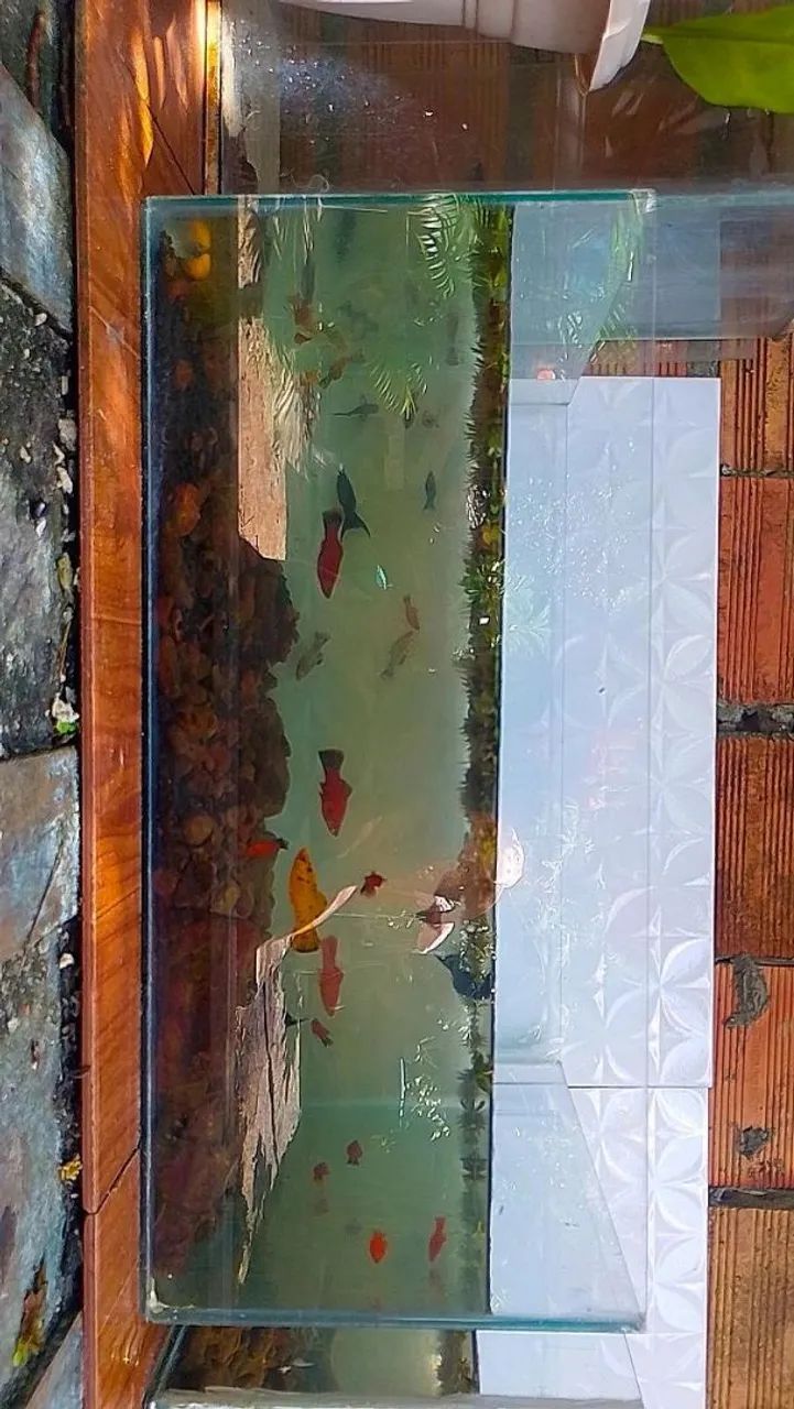Aquário - Foto 3