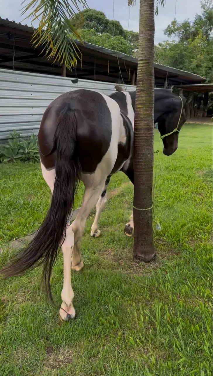 Cavalo pampa de preto  - Foto 2