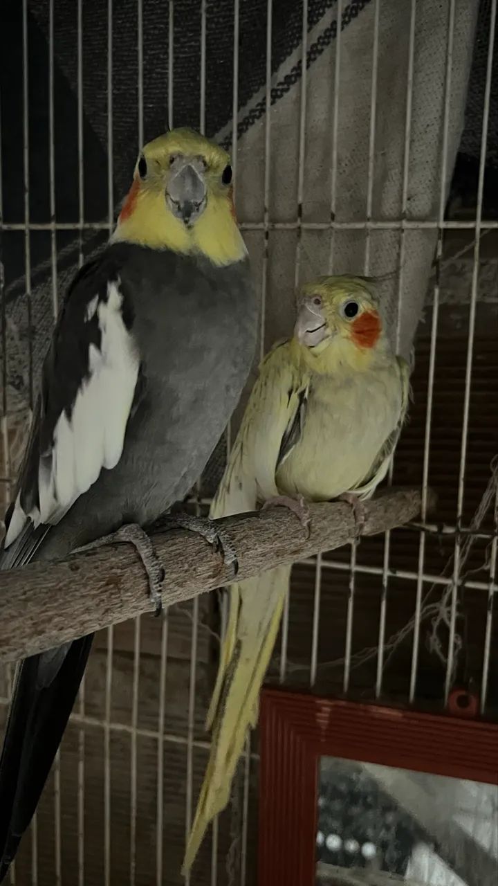 Calopsitas  - Foto 2