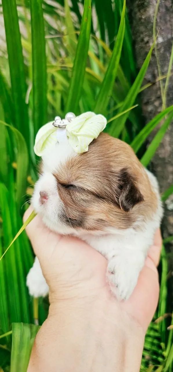 Shihtzu fêmea  - Foto 4