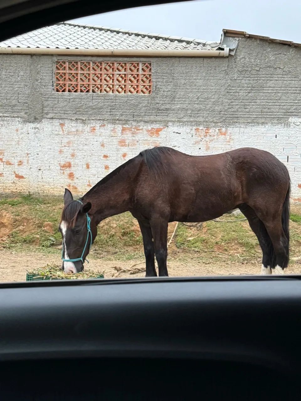 Cavalo  - Foto 2