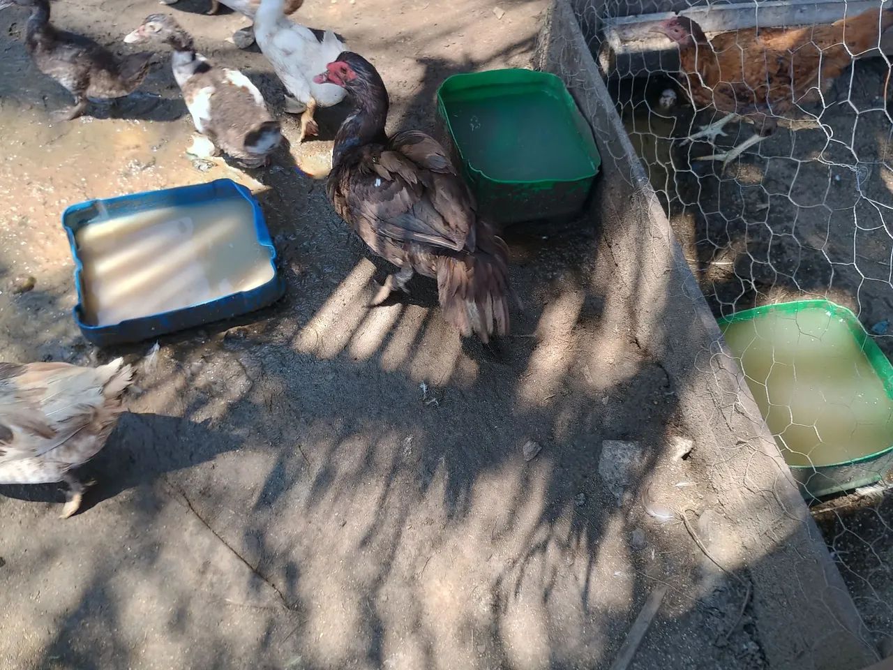 Vendo patos e galinha caipira  - Foto 5