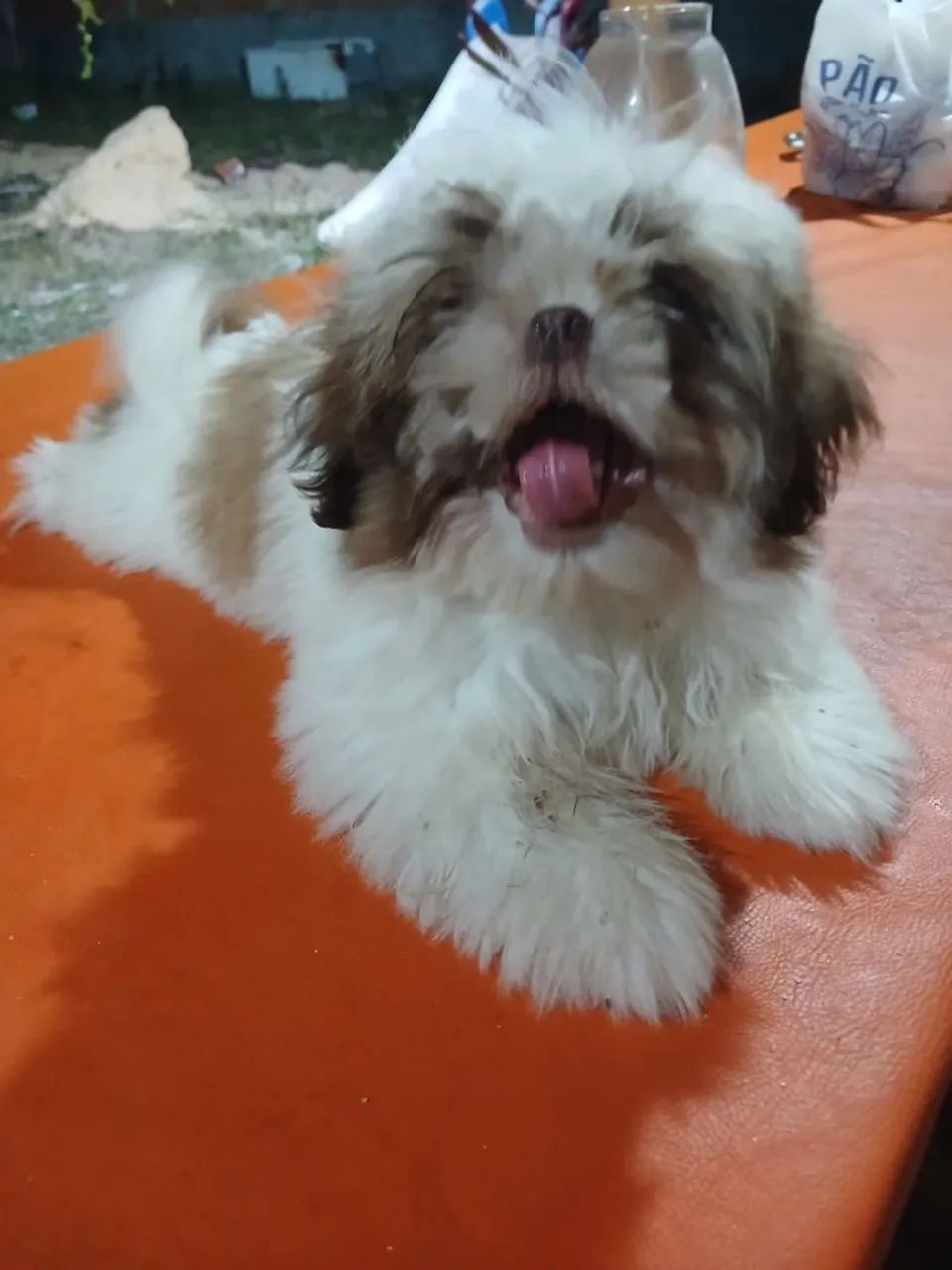 Cachorra shih-tzu fêmea  - Foto 2