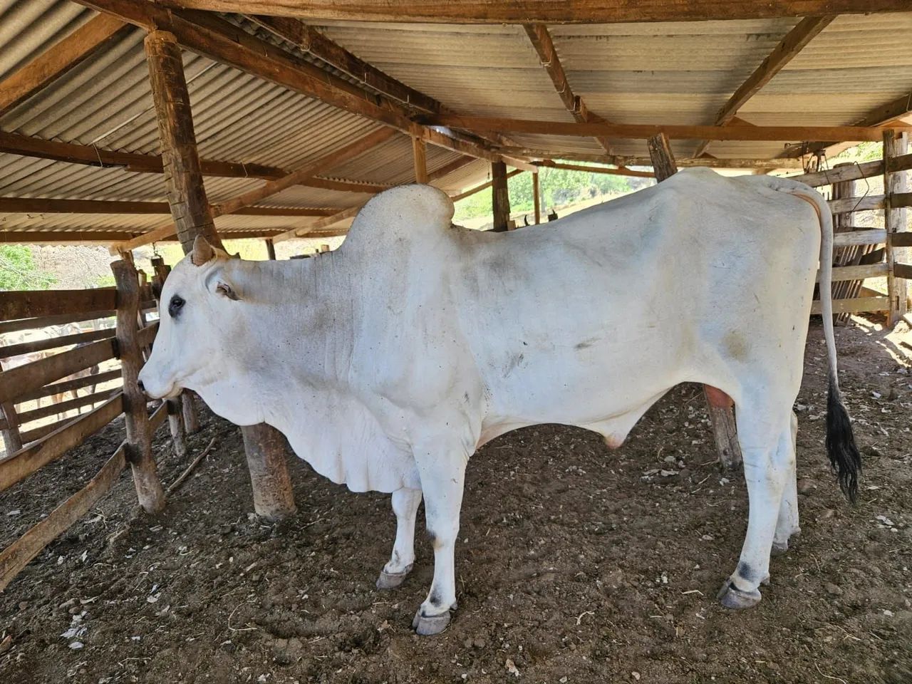 Touros  - Foto 3