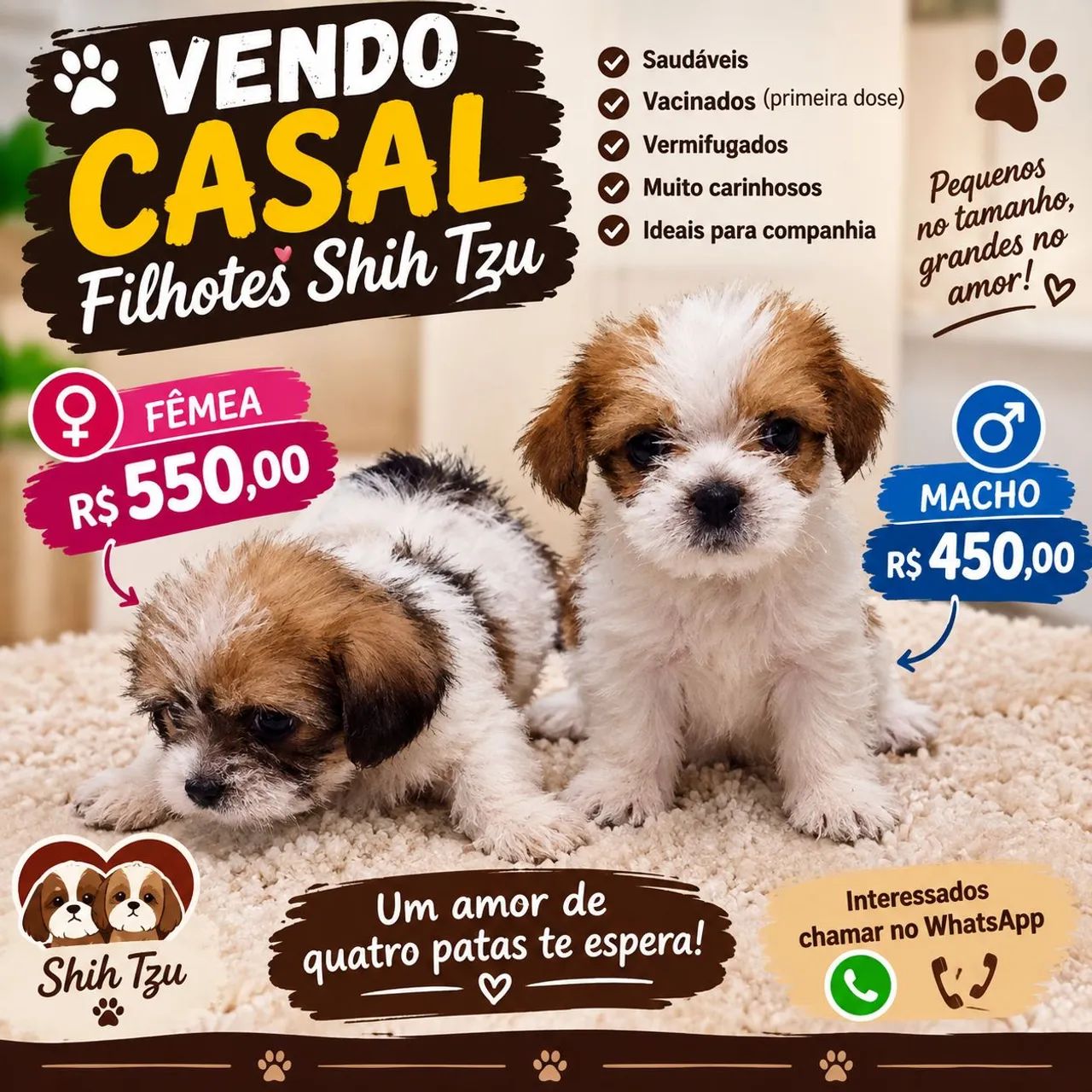 Vendo casal de shitzu