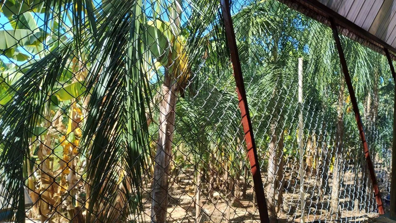 Vendo chácara Tocantins  - Foto 3