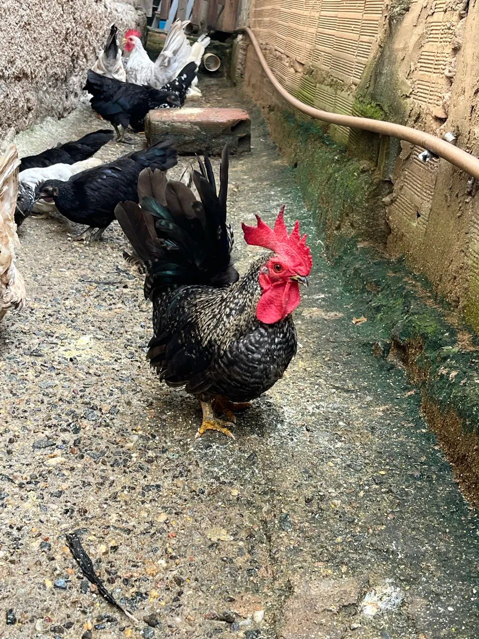 Vendo Garnizer Nagasaki e tenho comum 