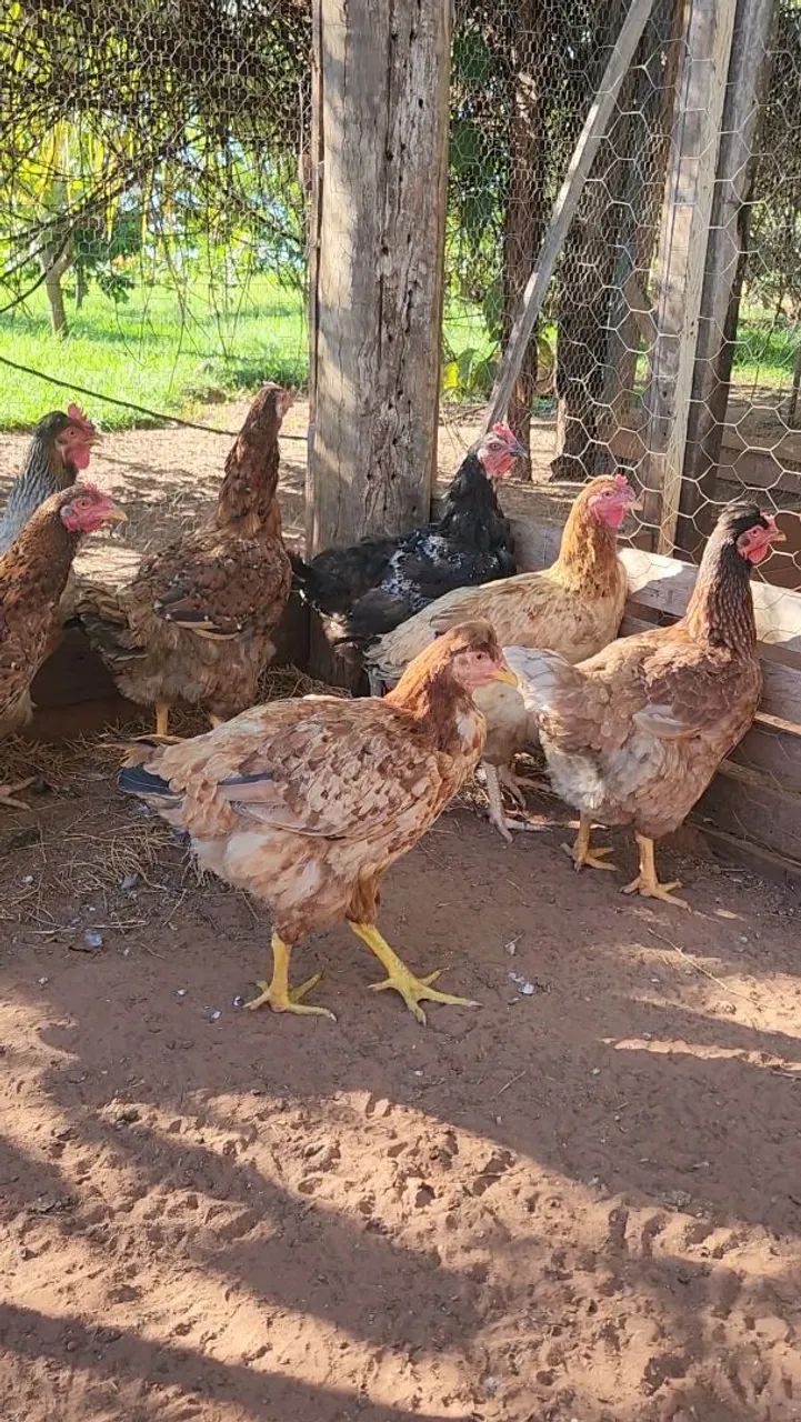 5 galinhas e 2 frangas GSB (galinha sertaneja balão)