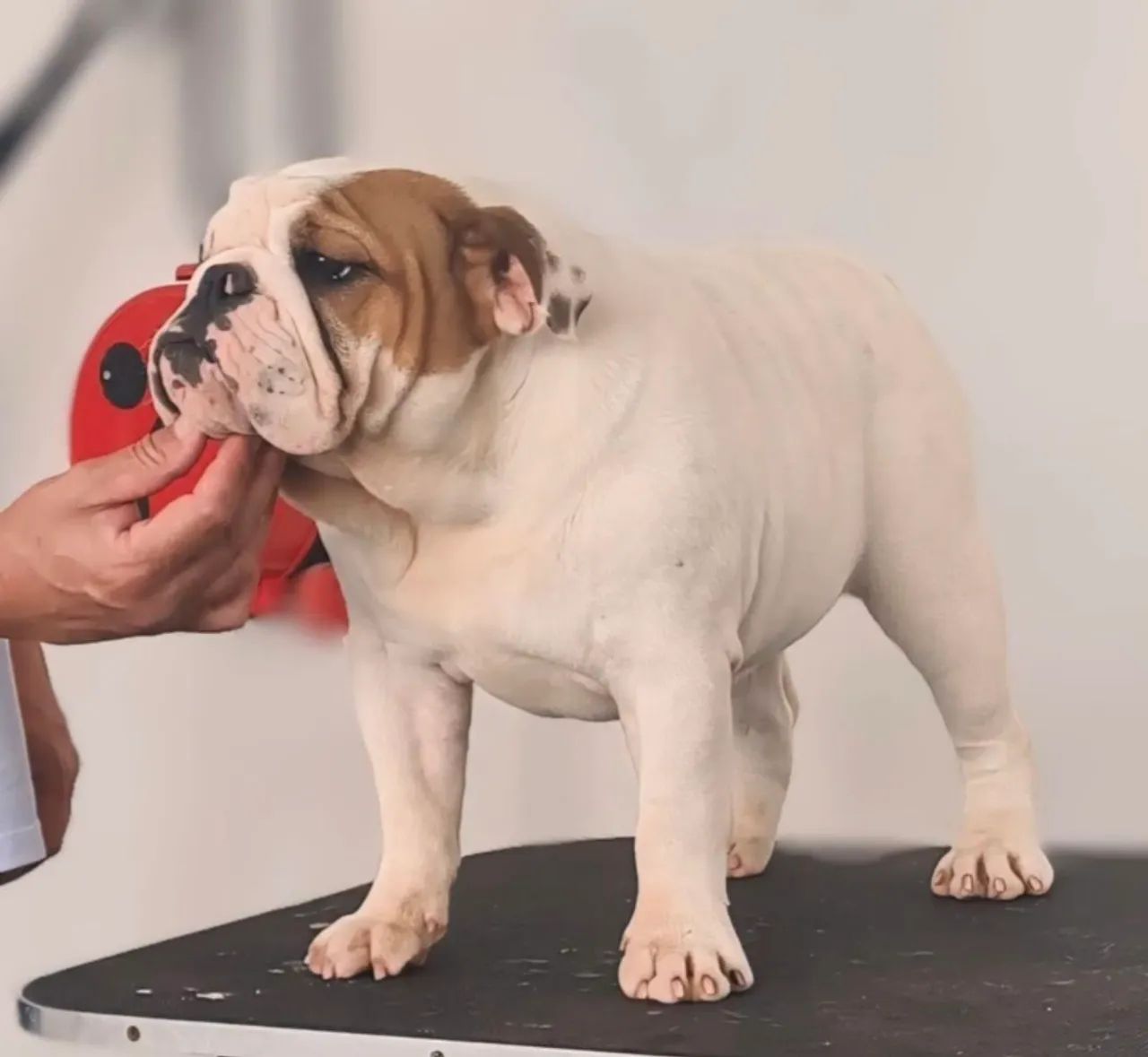 Bulldog Inglês Fêmea  - Foto 4