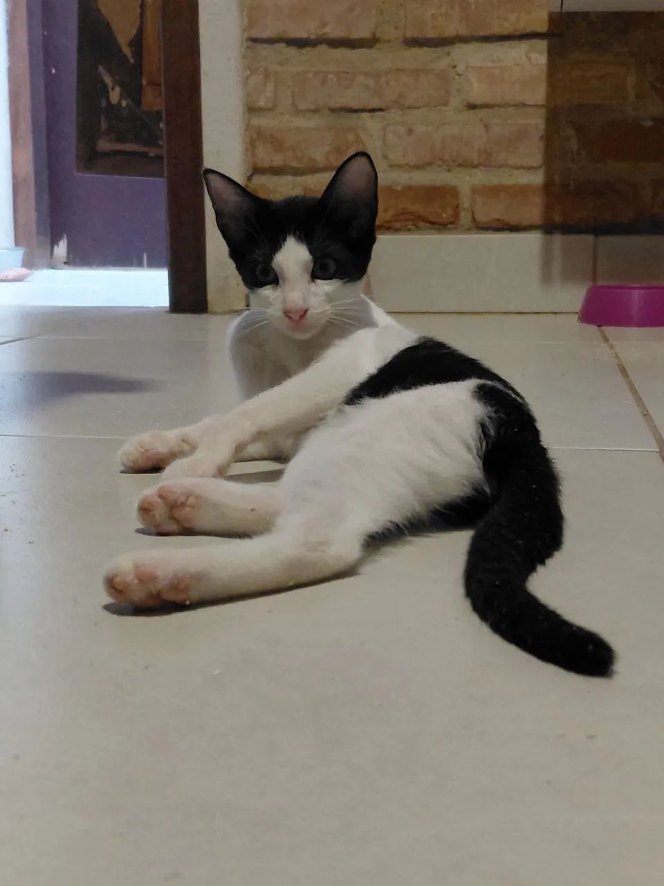 Adoção  - Foto 4