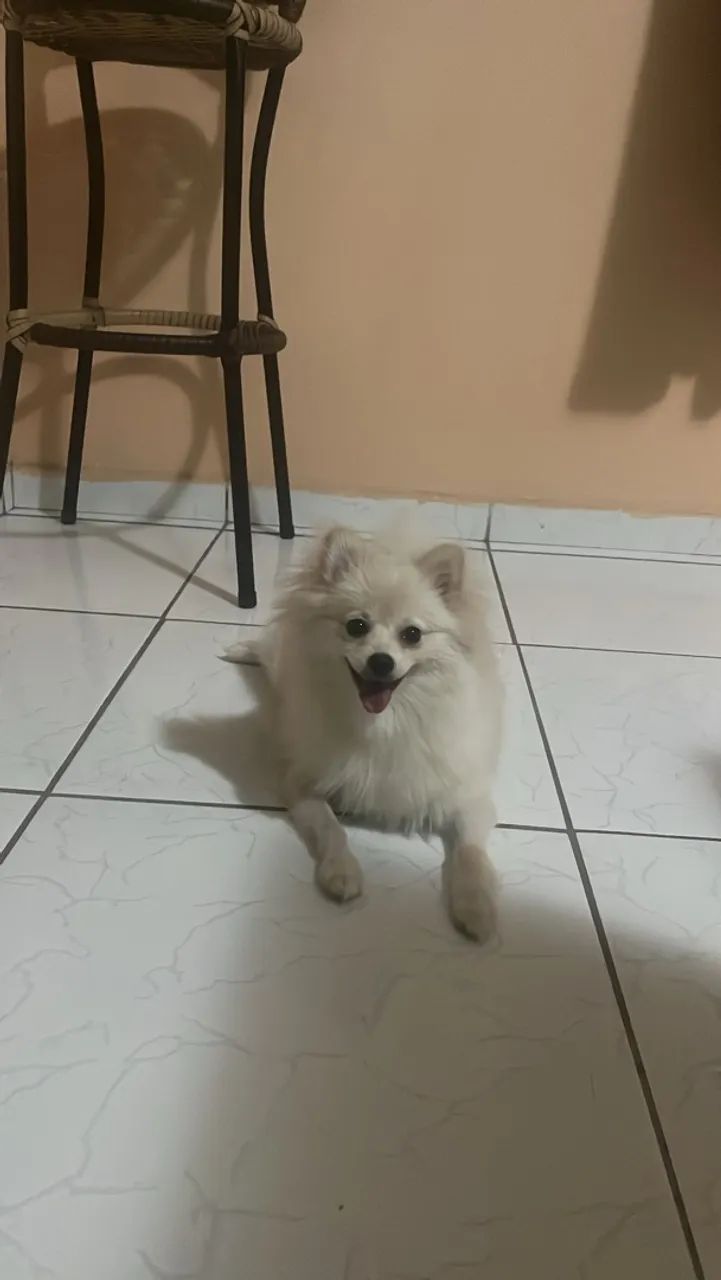 Spitz alemão  - Foto 2