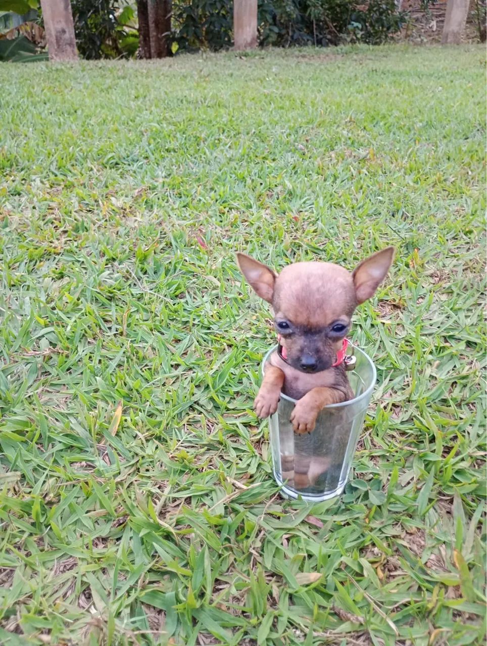 Cachorro disponível 