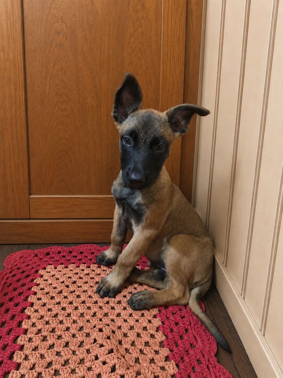 Pastor Belga Malinois - Foto 2