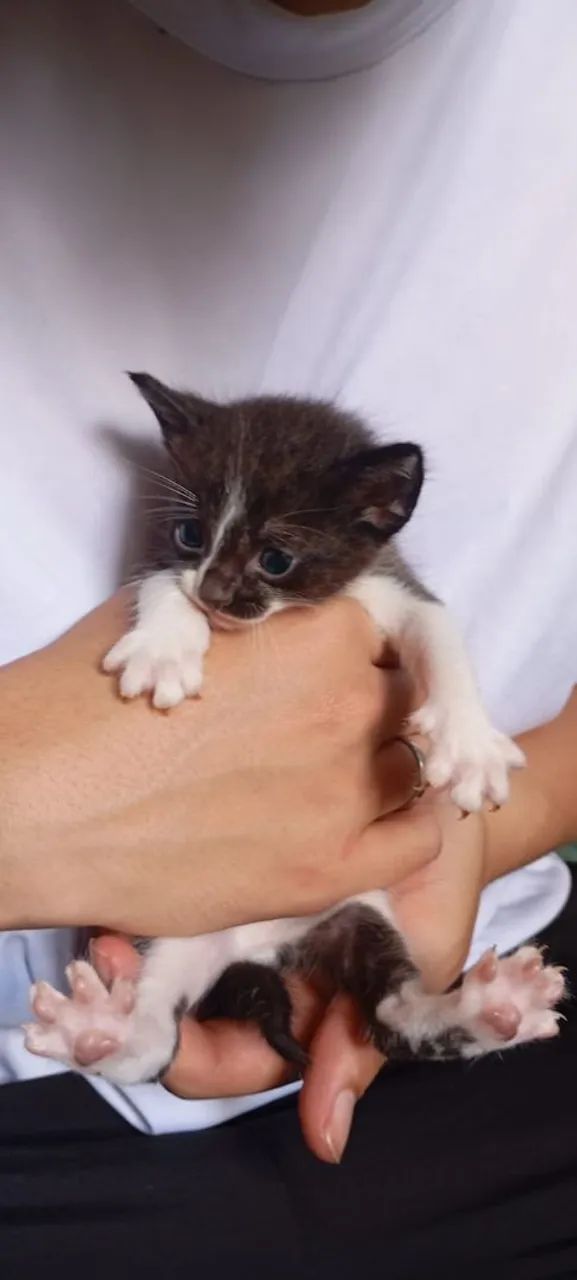 Doação de gatos  - Foto 2