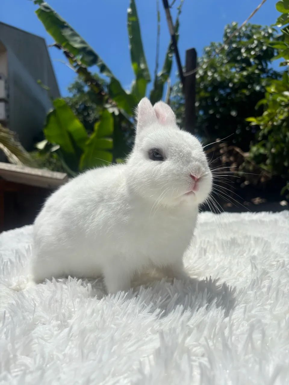 MINI COELHOS E ANÕES65203711998594120