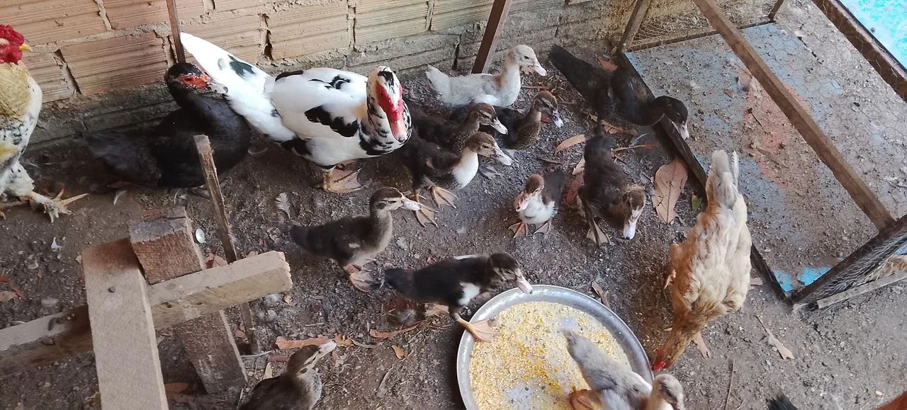 Galinhas e patos - Foto 2
