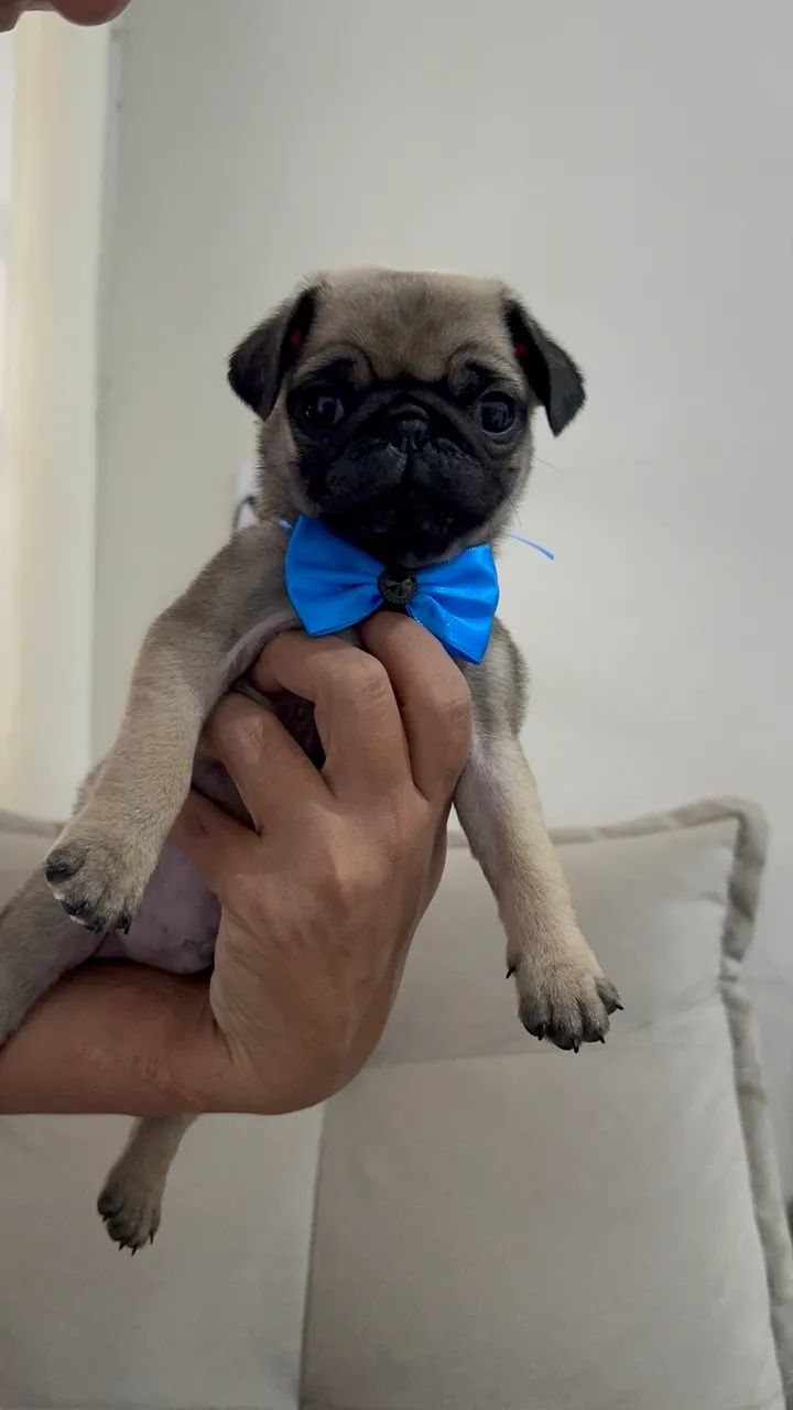 Pug machinho