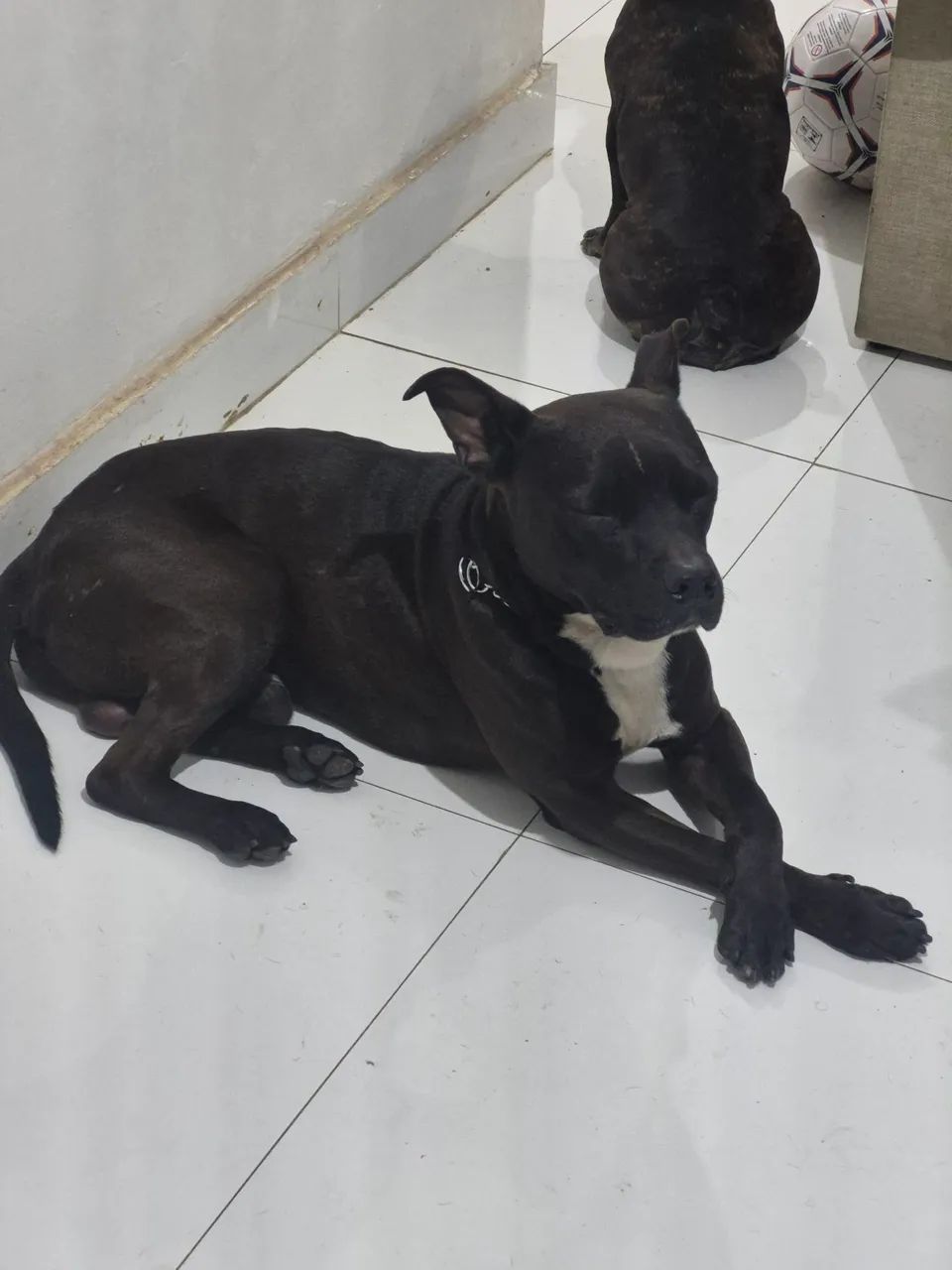 Cachorro para Adoção Responsável