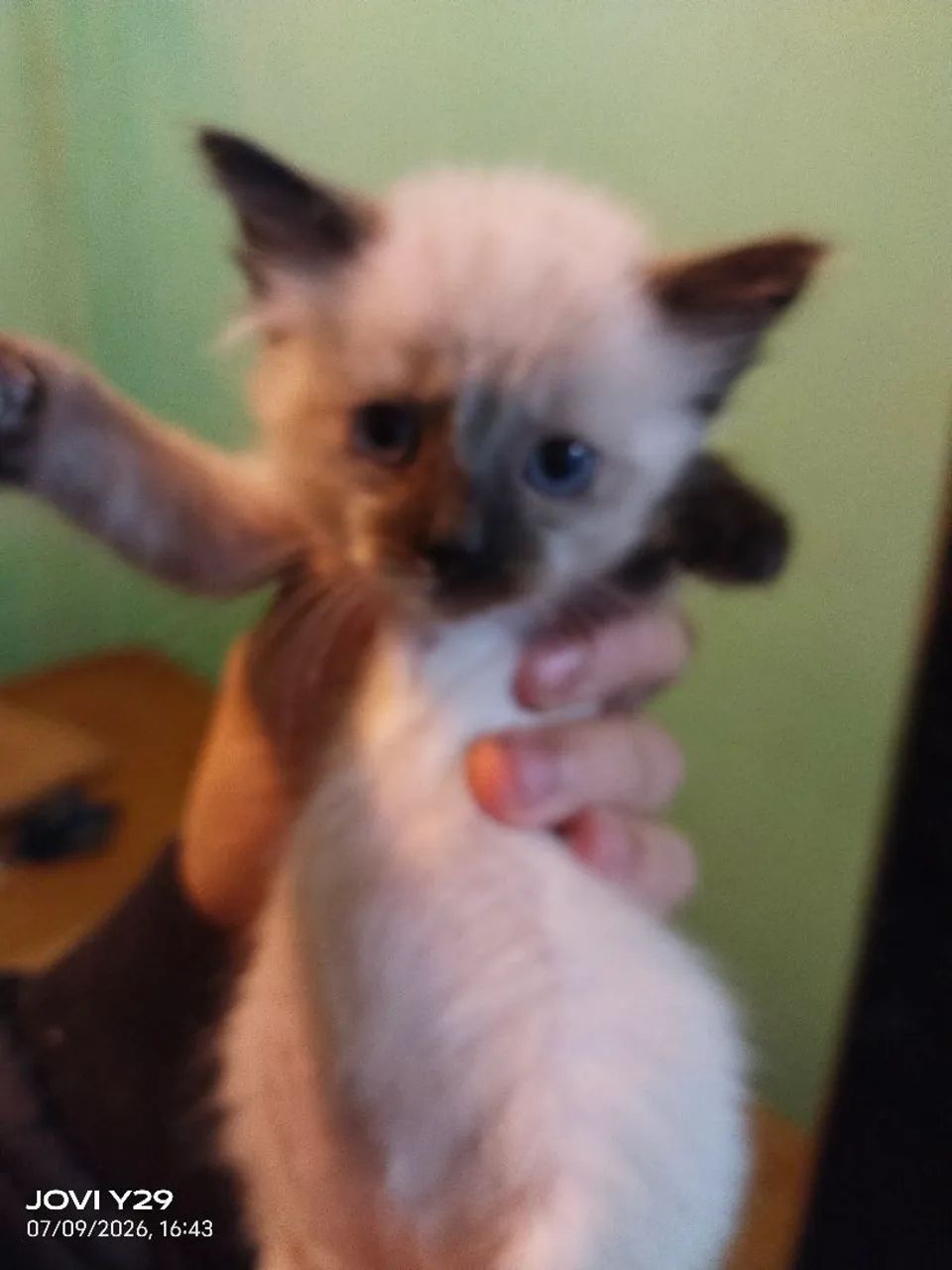 Gato doação 