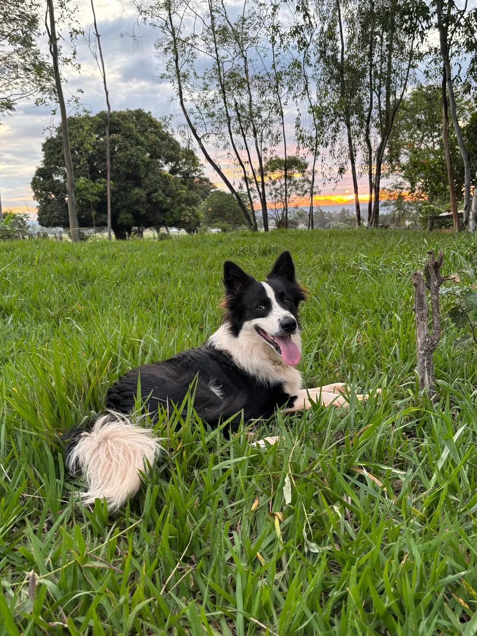 BORDER COLLIE MACHO PARA CRUZAR 