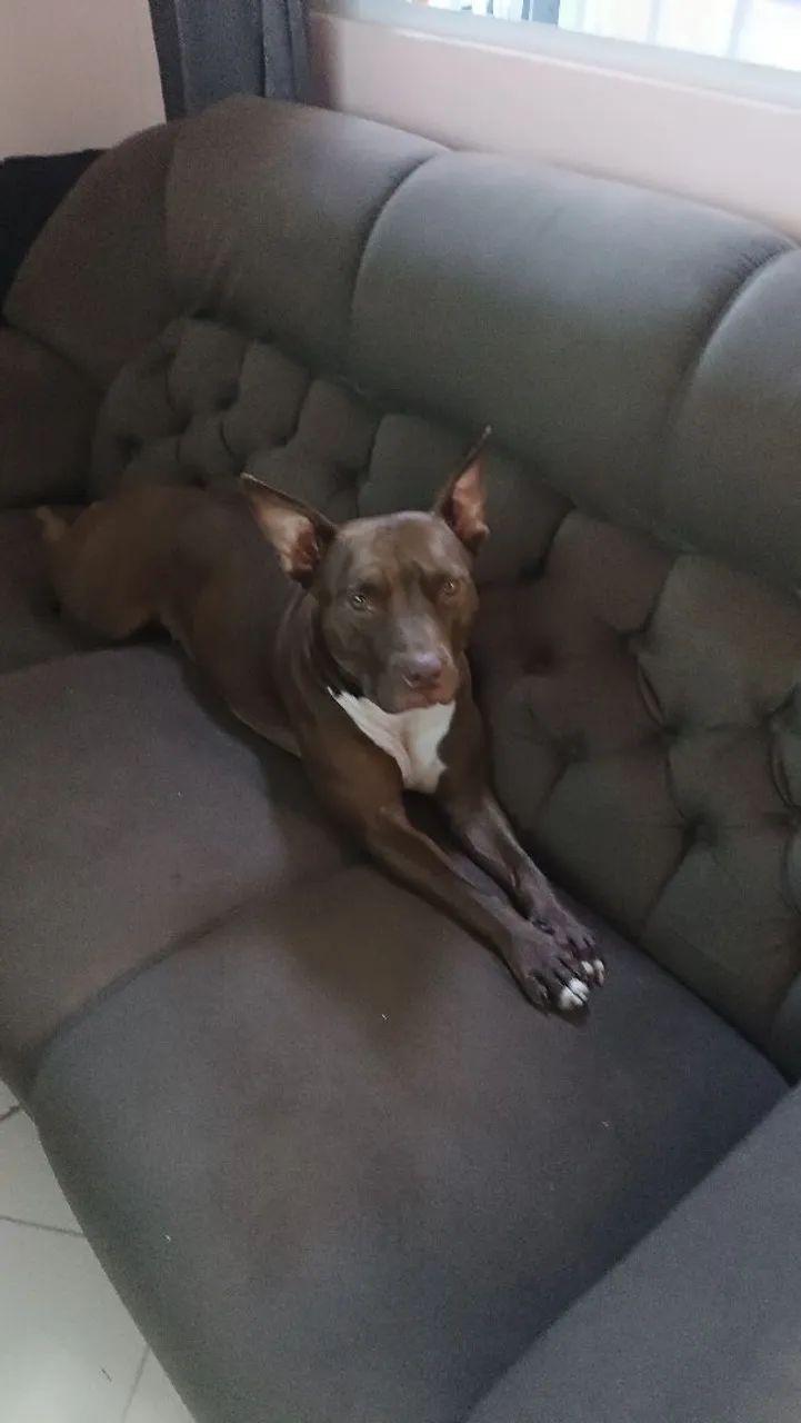 Doa-se Pitbull Red NOSE  - Foto 2