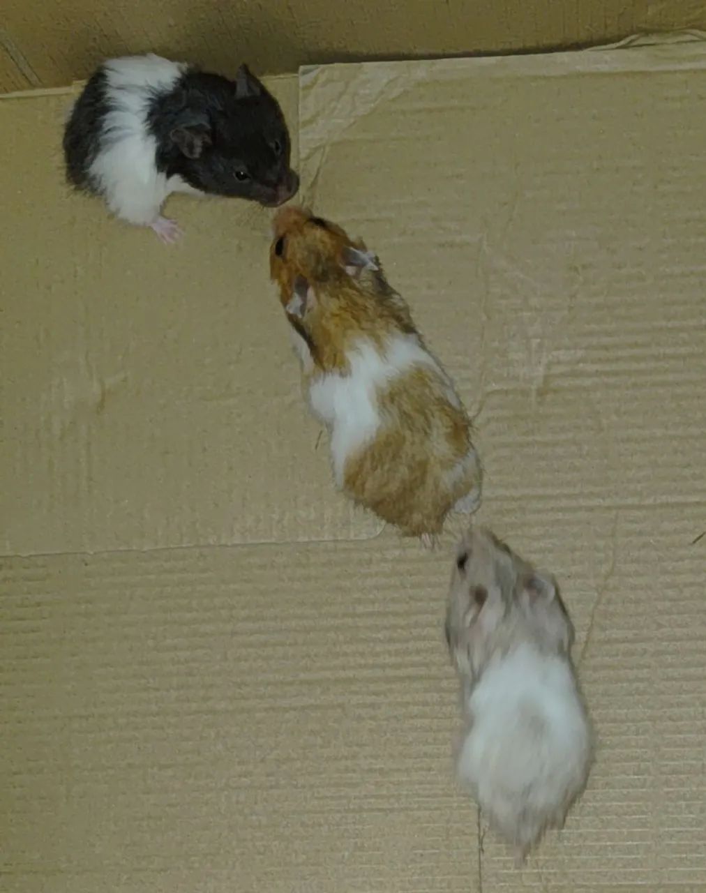 Hamster Sírio  - Foto 3
