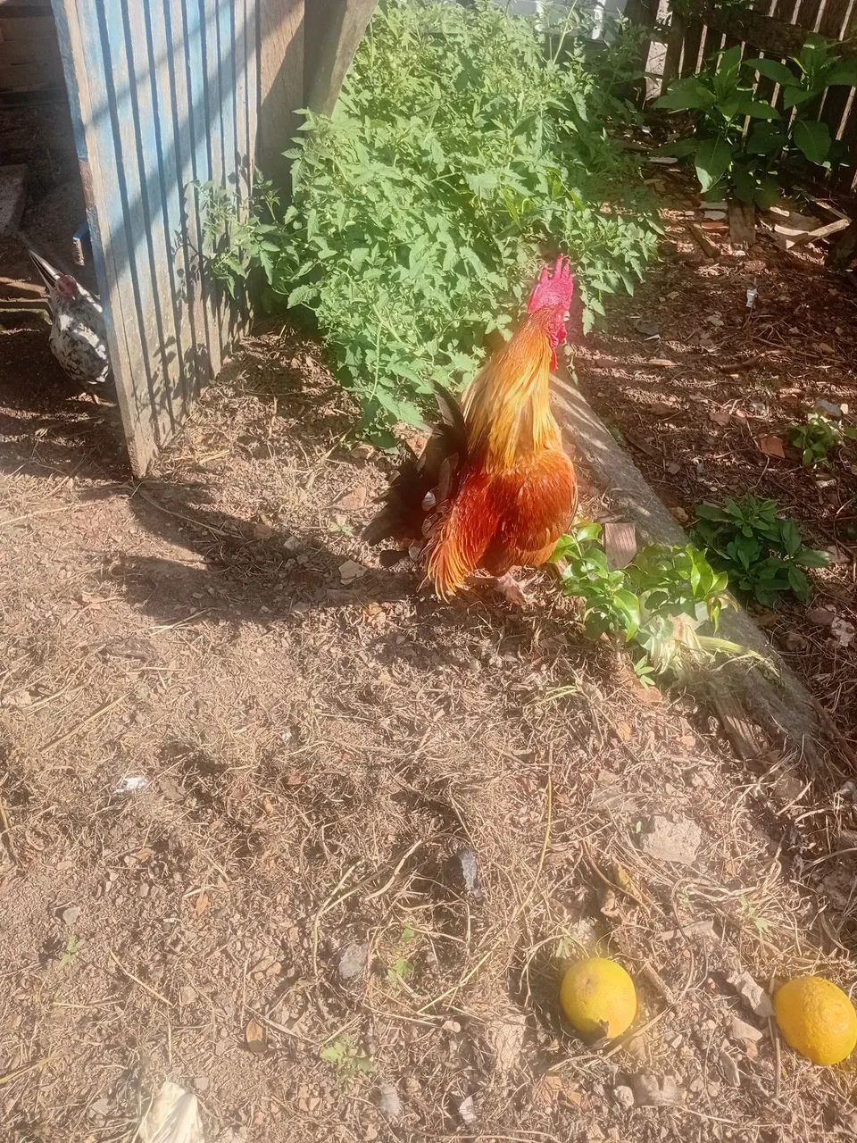 Vendo galizé - Foto 2