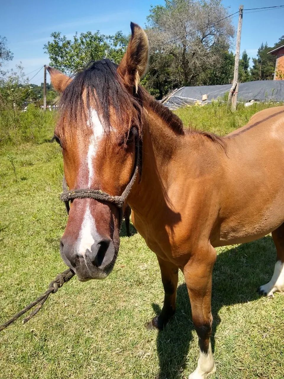 Vendo potro - Foto 4